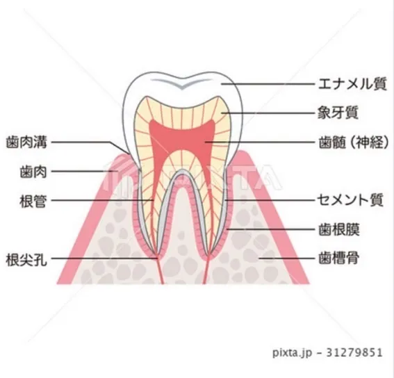 歯のお話🦷